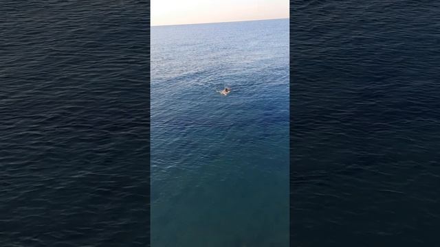 Palmeras.Утренний заплыв. Рассвет на море смотреть онлайн