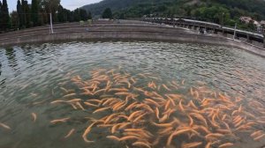 Сочи Адлер Экскурсия Форелевое хозяйство #сочи