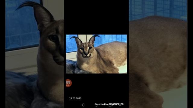 Большой Шлепа против кота Снежка (кто победит?)