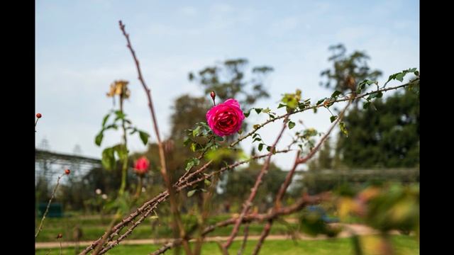 Montevideo - Rosedal Del Prado смотреть онлайн