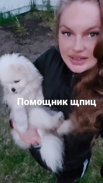 померанский шпиц