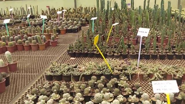INDO AMERICAN HYBRID SEEDS TECHNOLOGY BANGALORE смотреть онлайн