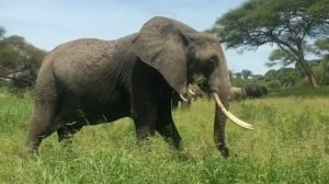 elephant sounds /звуки слона