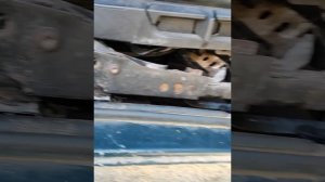 Установил сиденья на Нивушку от bmw e36 купе