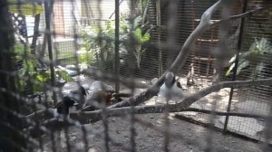 Pinnacle Grand Jomtien Resort and Spa, птички на территории отеля