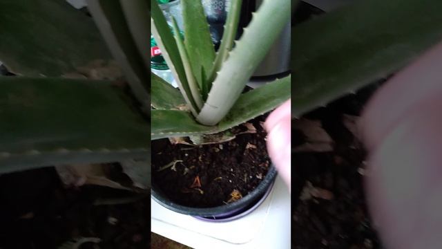 ГОЛЕНЬ В ДУХОВКЕ А ЦВЕТОК ЗАМЁРЗ смотреть онлайн