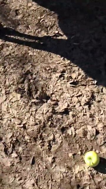 Parnitha (Парнита)07.03.2019 год