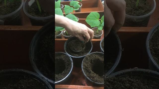 Выращиваю огурчики для раннего урожая #огурцы # урожай #семена # Верадача смотреть онлайн