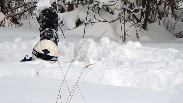 Ксюха на Тростяні. На горі Тростян на лижах (Славське)