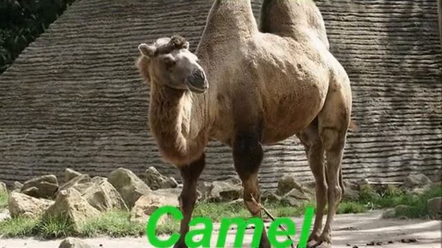 ЕГИПЕТ! смотреть онлайн