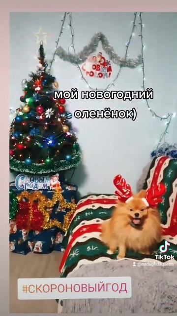 #нг #новыйгод #новыйгод2024 #сновымгодом #олень #шпиц #шпицпомеранский #шпицмишка