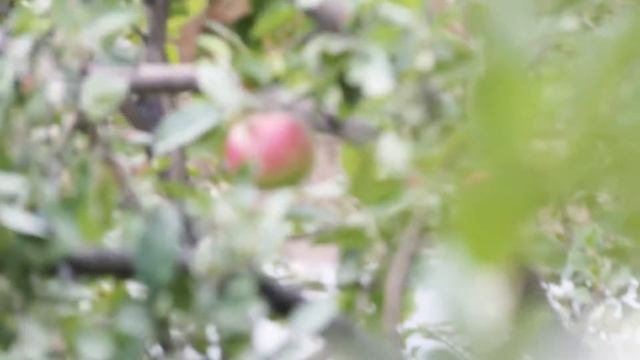 Караконуз русс