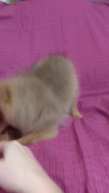 Мини девочка померанского шпица смотреть онлайн