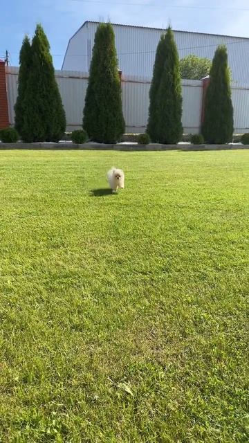 Мы постриглись ) #шпиц #шпицмишка #шпицмалыш смотреть онлайн