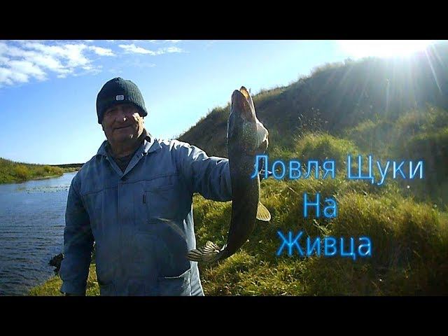 Ловля Щуки на Живца в Ноябре