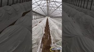 Лучшие корнеобразователи Икар БИГО S и СПРИНТАЛГА