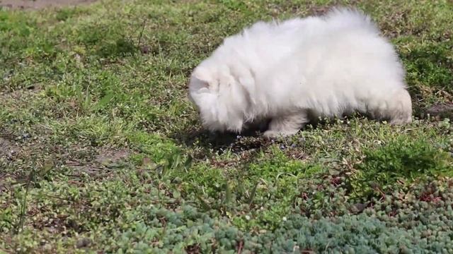 Померан - Мини Шпиц (BOY)