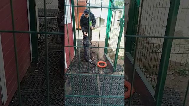 16 коррекция австралийской овчарки хилер