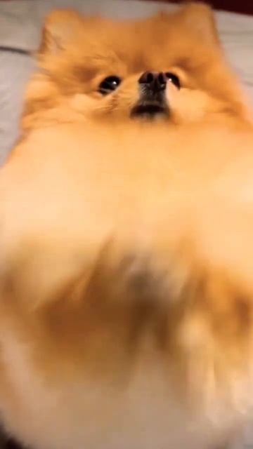 ▷Шпиц танцует◁