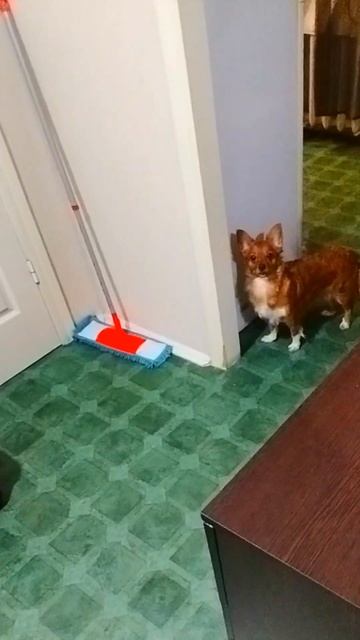 Сколько раз в день кормить собаку? #shorts #собака #животные #animals смотреть онлайн