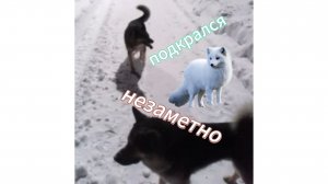 Графин и Хитрая ищут Песеца Grafin and Sly are looking for the Fox