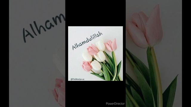 Нилуфар бинту Улугбек. Жуда гозал нашида. смотреть онлайн