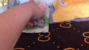 Силиконовые собаки, обзор на ❤️❤️🐶домик