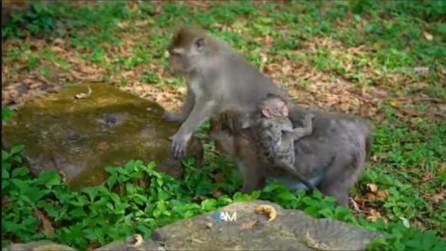 ... big child monkey" ... 1000001425.mp4 смотреть онлайн