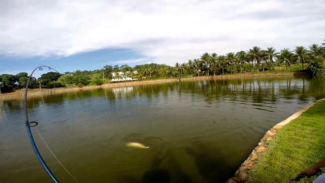 Brazillian Pirarucu/Arapaima Gigas fishing смотреть онлайн