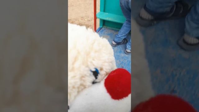 Появился новый кот снежок