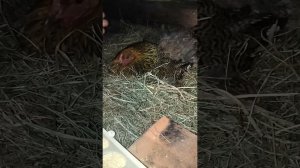 смотрим цыплят у наседки (звук на всю!)