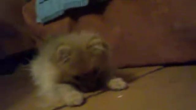 Шпиц продается