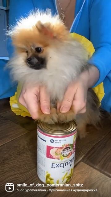 Шпицуля начинающий барабанщик 🥁🤣🤣🙈 #shorts #spitz #собака