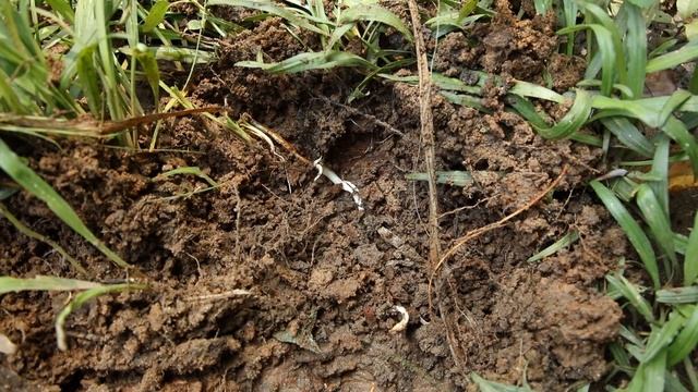 Cryptocoryne Retrospiralis ”Ayurveda Medicine” And Fish Of India 【DIscoveryPlanet】