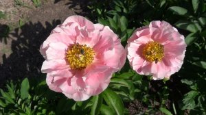 Пион Салмон Шиффон - 'Salmon Chiffon' Rudolph / Klehm,