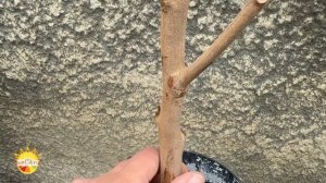 Поставка. Сортовые Авокадо, Личи, Карамбола 🥑
Оригинальные сорта в нашем питомнике 💚