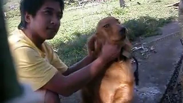 Canis familiaris смотреть онлайн