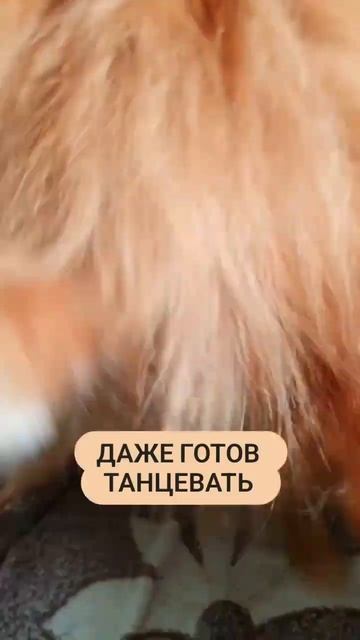 Шпиц танцует  #внимание #шпиц #рыжийшпиц #стаффшпиц #танцующаяясобака #танец #танцевать #dog