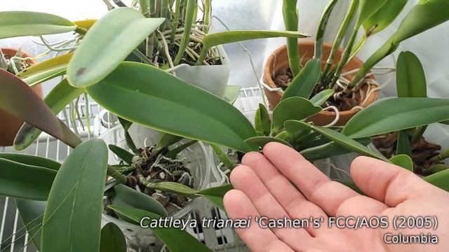 Orchid collection grow tent update • 29 April 2023 смотреть онлайн