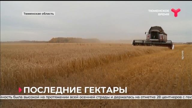 В Тюменской области выполнено 99 % работ по уборке зерновых и зернобобовых смотреть онлайн