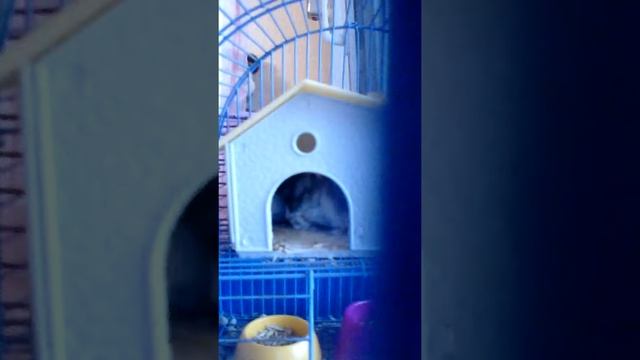 Хомячки и я приехала с лагеря Волжанка там было круто смотреть онлайн