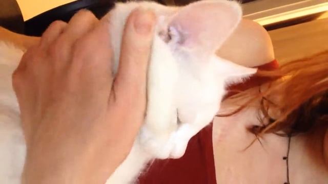 2409. 04.02.2017 - Котёнок-мальчик Джуниор обрел свой дом (видео из дома) смотреть онлайн