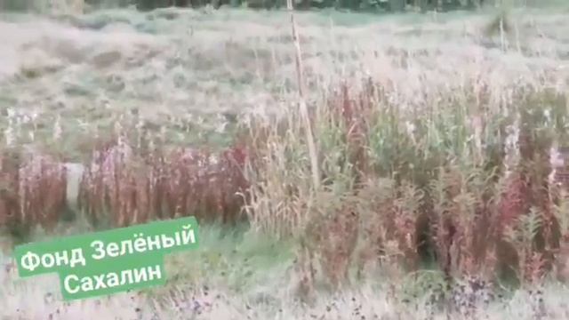 Радость без границ: на Сахалине выходили двух лисиц с переломами и выпустили на свободу - 3 смотреть онлайн