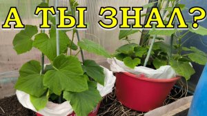 ОГУРЦЫ в ВЕДРАХ: жду первый урожай🥒🥒🥒