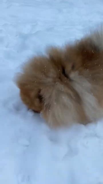 #животные #новыйгод #смешныеживотные #смешные #шпиц #собаки #забавныеживотные #видео #наносу смотреть онлайн