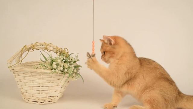 For sale! Female BRI ny 25 , pet смотреть онлайн