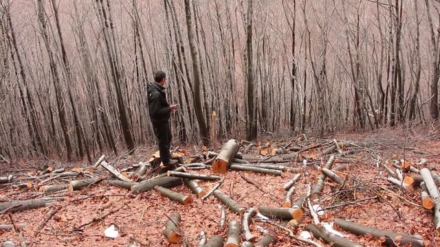 3-та незаконна сеч само за месец в Природен парк Витоша, част 1