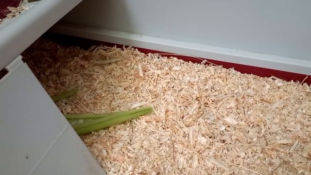Первая кукуруза в этом году🌽🌽🌽/Лилуше теперь не жарко❤️🐽❤️ смотреть онлайн
