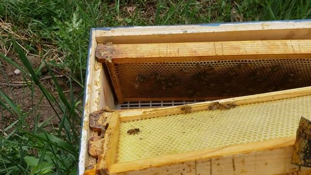 Пчеловодство в США  развития прилитевшого роя.