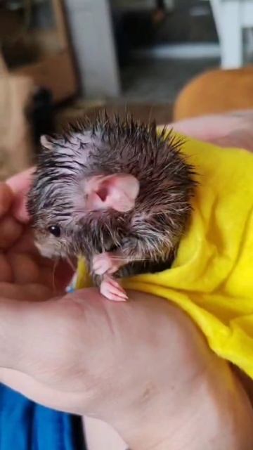 Милая крыска смотреть онлайн